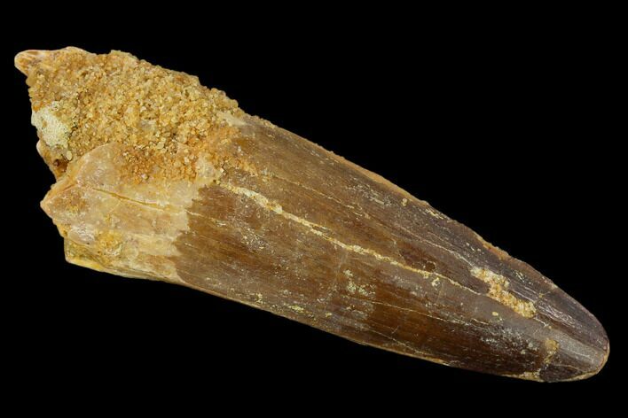 2.60" Spinosaurus Tooth - Real Dinosaur Tooth